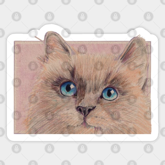 Himalayan Kitty Sticker by HelenDBVickers